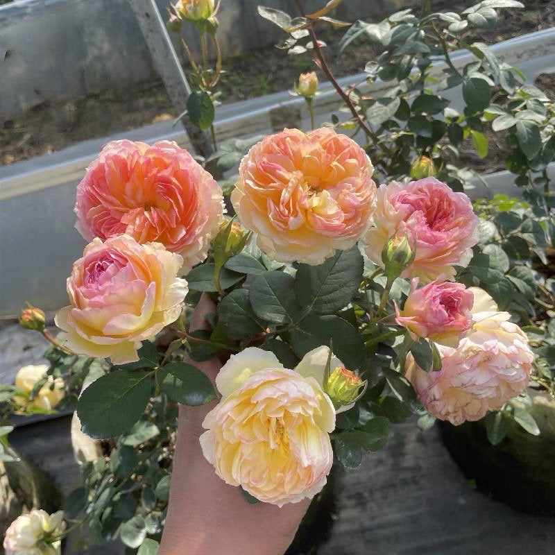 Rose【Kagelou| カゲロウ】- 1Gal Bare Root| Japanese 2020 New varieties| 阳炎/蜉蝣| Fruity Fragrance| Discoloration| Ruffled bloom| Especially|