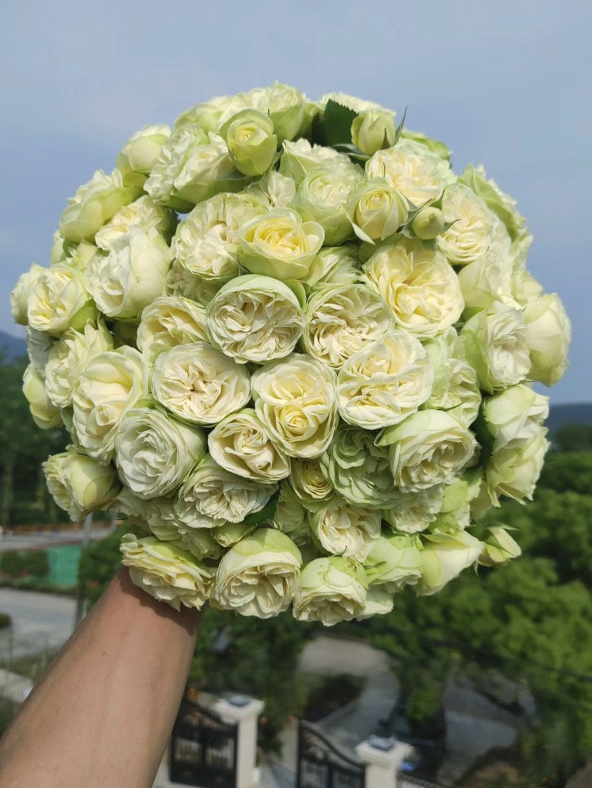 Rose【Creamy Eden】- 1 Gal+ OwnRoot| Creamy Folies| MEIheven|  France Shrub|  Cutting Rose| Redolent| Double Bloom| Pale|Repeat Flowering 奶油龙沙