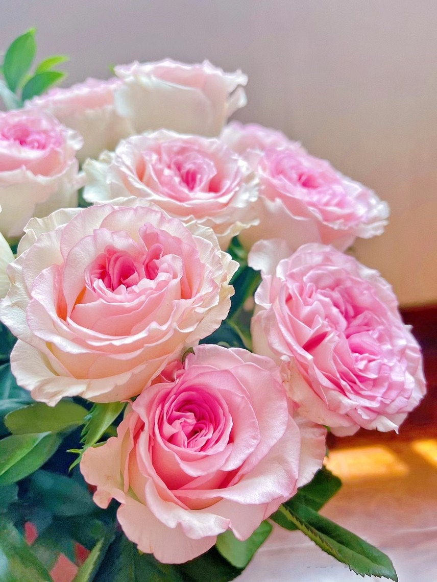 Rose【Goddess of the Luo River】-Own Root| New varieties| Large Wavy Bloom| Discoloration| Fragrance| 洛神