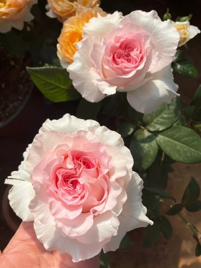 Rose【Goddess of the Luo River】-Own Root| New varieties| Large Wavy Bloom| Discoloration| Fragrance| 洛神