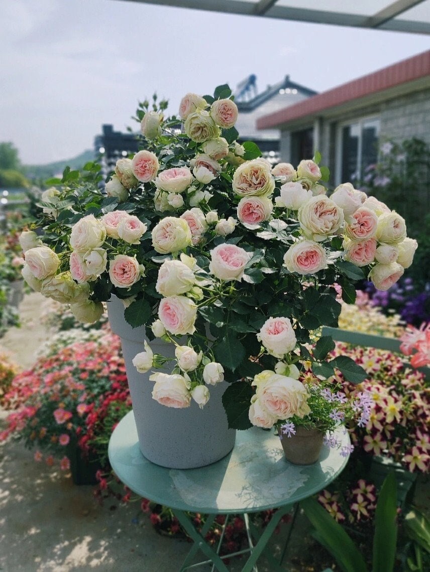 Rose【Pompon Veranda】-1.5 Gal+ OwnRoot LivePlant |门廊绒球 ポーチフルムーンローズ | Excellent Resistance| Heat Resistant| Strong Adaptability| Germany Ros