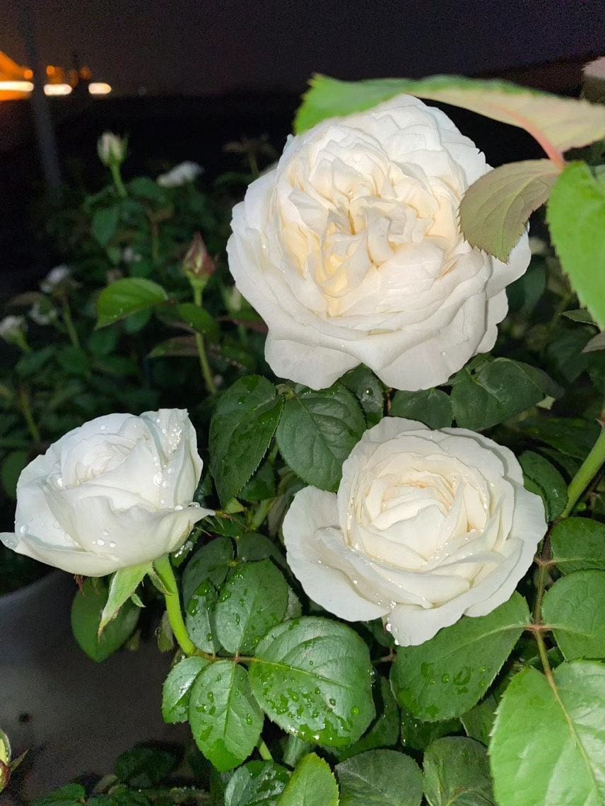 Yves Rose 【Yves Wedding Road | "Cloche de Mariage" | クロッシュドマリアージュ】|1.5 Gal Own Root|  Strong Fragrance|  Thornless| Large White Rose| 婚礼之路 | Heat Resistant|