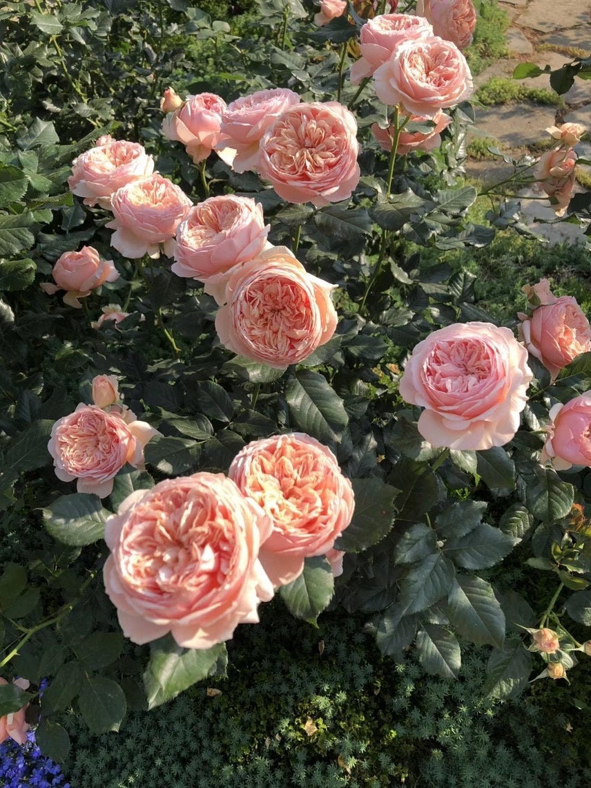 Rose【Masora| 真宙まそら| マソラ】- 1.5 Gal OwnRoot | Japanese RARE Shrub| Strong Fruity Fragrance| Double & Large bloom| Long Flowering| Heat Resisting |