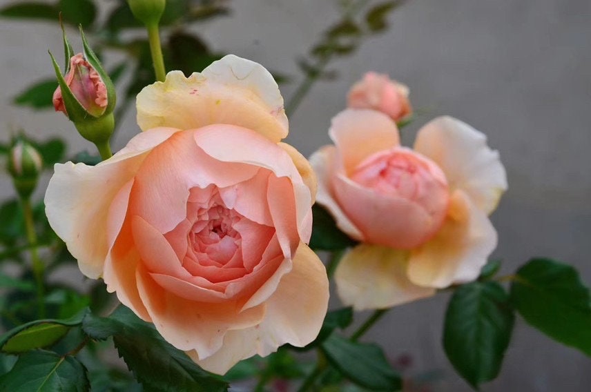 Rose【Masora| 真宙まそら| マソラ】- 1.5 Gal OwnRoot | Japanese RARE Shrub| Strong Fruity Fragrance| Double & Large bloom| Long Flowering| Heat Resisting |