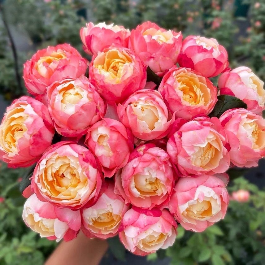 Rare Rosa {Chance Pom } シャンスポム -1 Gal OwnRoot | Japanese| Multi-color | Striped flower| Repeat flower | 苹果运气-La Chance|Globularance | Less Thorns