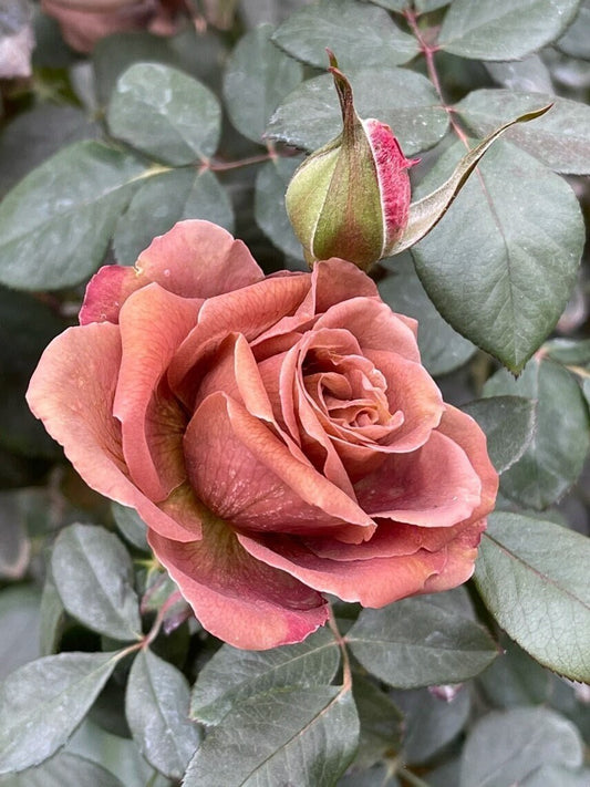 Rare Rosa [Solfa|ソルファ| - OwnRoot BareRoot| New Varieties| Vintage| Purple,Coffee| Large Bloom| Cutting| Especially Gift |法尔索|Discolora |