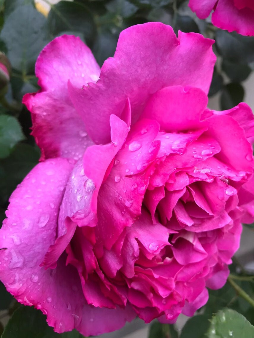 Rosa 【Yves Piaget|イヴピアッチェ】 -  OwnRoot Live Plants|  Strong Fragrance| Peony Bloom| Ruffle lace| Thornless| Classic|  Large Cutting rose| 伊芙伯爵