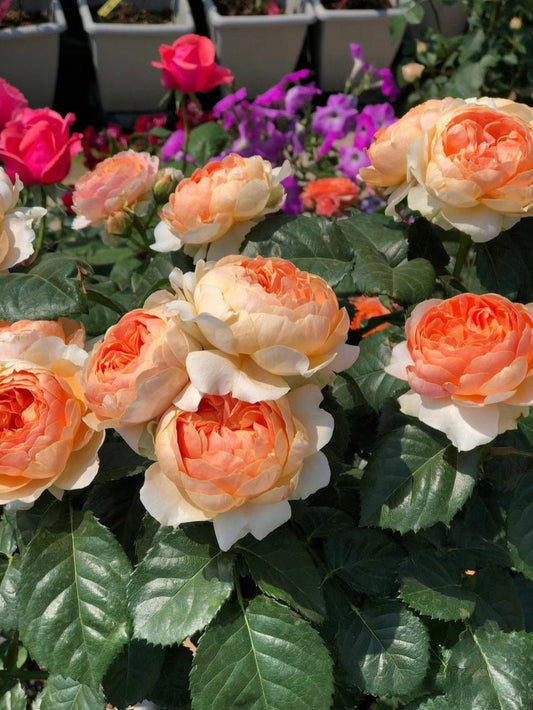 Rose 【Abricot Terrazza】OwnRoot| DeRuiter Rare Rosa 木立バラ |Blooms Abundantly |Heat olerant |Bloom Repeatedly |Abundant Flowering 杏色露台