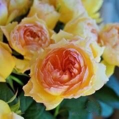 Rose【Kagelou| カゲロウ】- 1Gal Bare Root| Japanese 2020 New varieties| 阳炎/蜉蝣| Fruity Fragrance| Discoloration| Ruffled bloom| Especially|