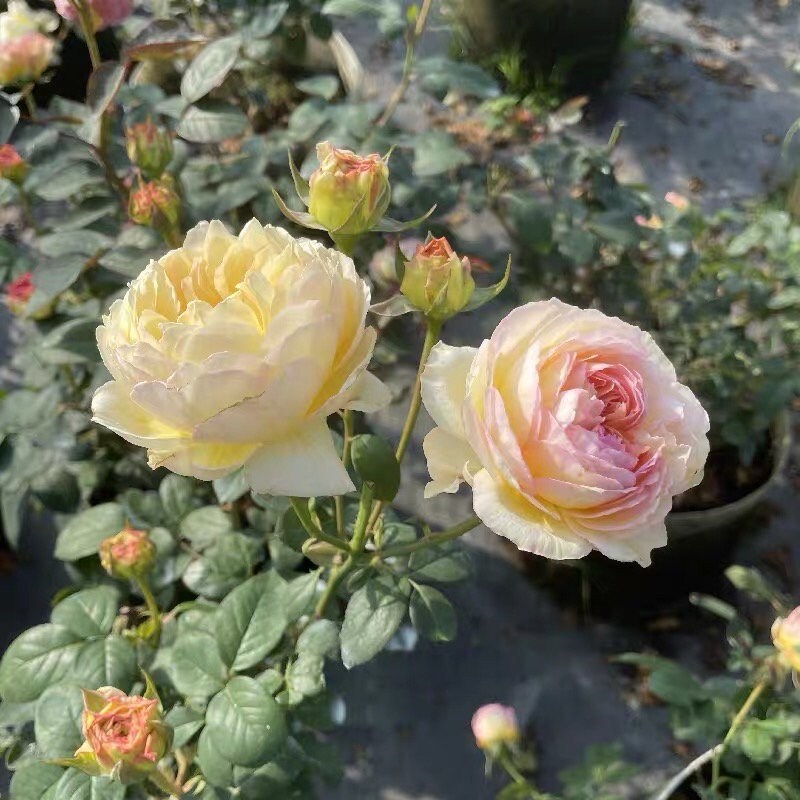 Rose【Kagelou| カゲロウ】- 1Gal Bare Root| Japanese 2020 New varieties| 阳炎/蜉蝣| Fruity Fragrance| Discoloration| Ruffled bloom| Especially|