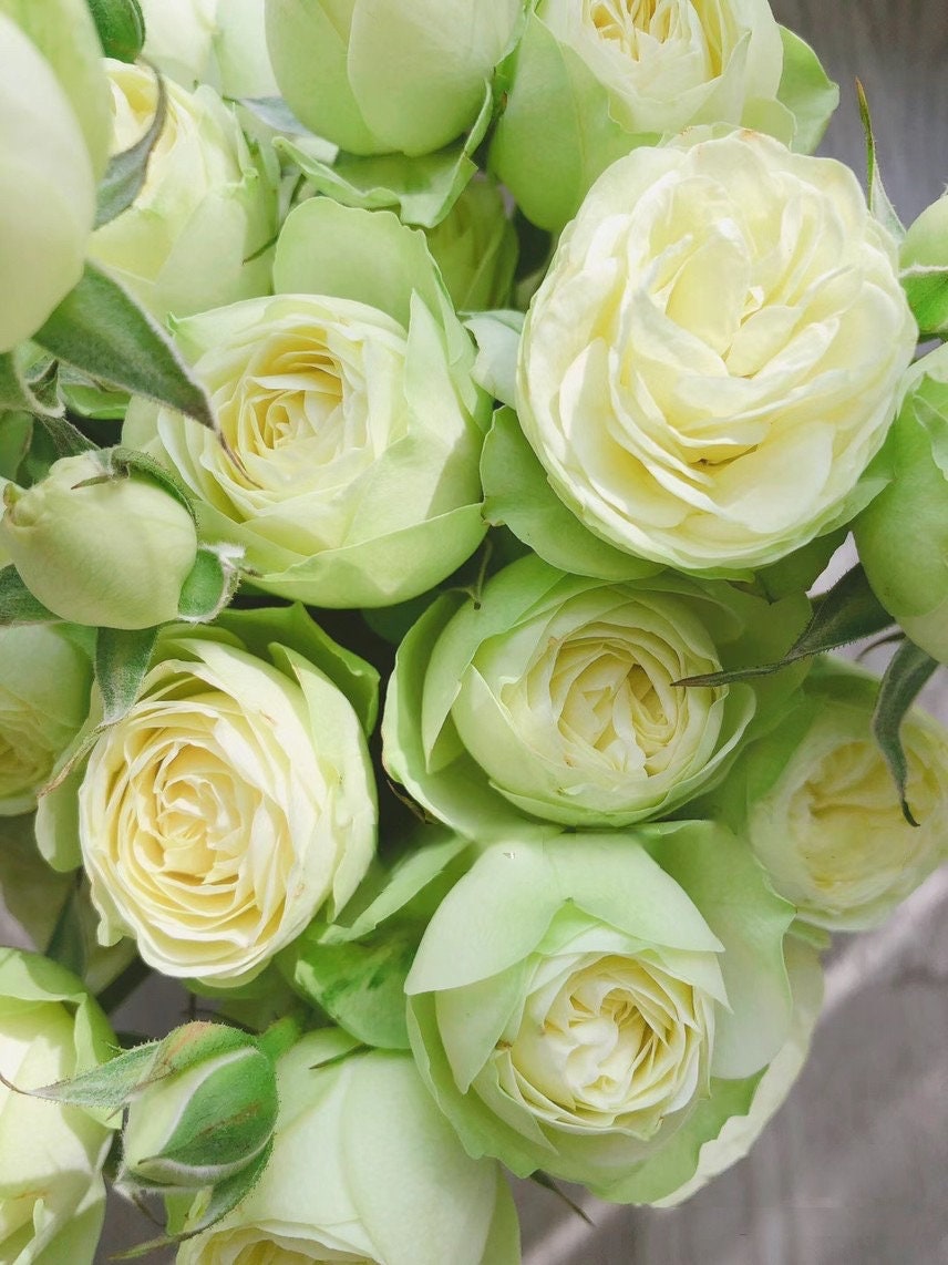 Rose【Creamy Eden】- 1 Gal+ OwnRoot| Creamy Folies| MEIheven|  France Shrub|  Cutting Rose| Redolent| Double Bloom| Pale|Repeat Flowering 奶油龙沙