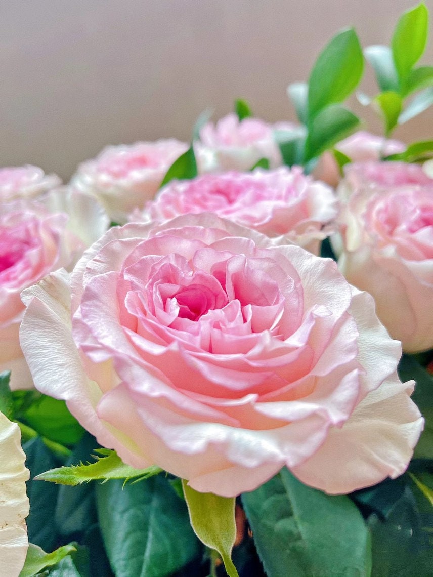 Rose【Goddess of the Luo River】-Own Root| New varieties| Large Wavy Bloom| Discoloration| Fragrance| 洛神