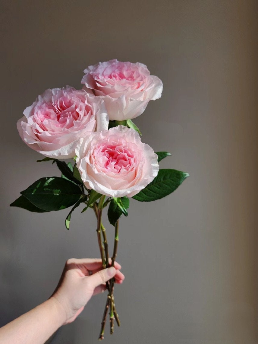 Rose【Goddess of the Luo River】-Own Root| New varieties| Large Wavy Bloom| Discoloration| Fragrance| 洛神