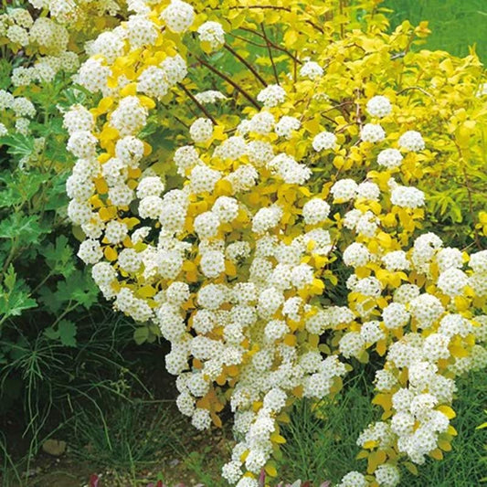 Gold Vanhoutte Spirea - RARE Shrub | 5 Gallon LivePlant  |Bloom This Year!  |Bridgelweath | Spiraea×vanhouttei | speira| 黄金喷泉绣线菊| 金叶小手鞠