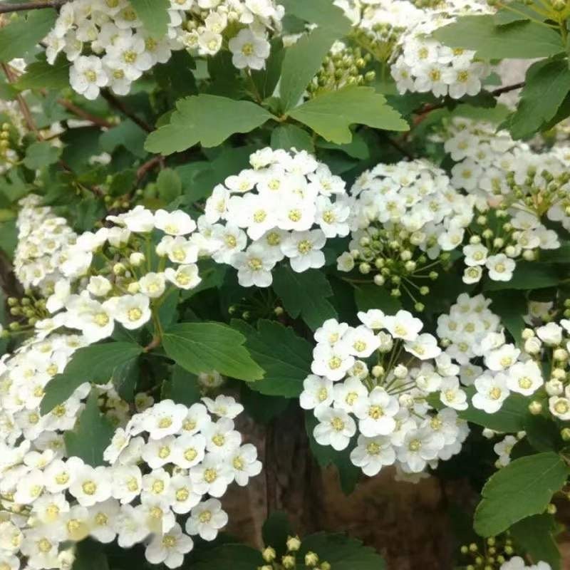 Gold Vanhoutte Spirea - RARE Shrub | 5 Gallon LivePlant  |Bloom This Year!  |Bridgelweath | Spiraea×vanhouttei | speira| 黄金喷泉绣线菊| 金叶小手鞠