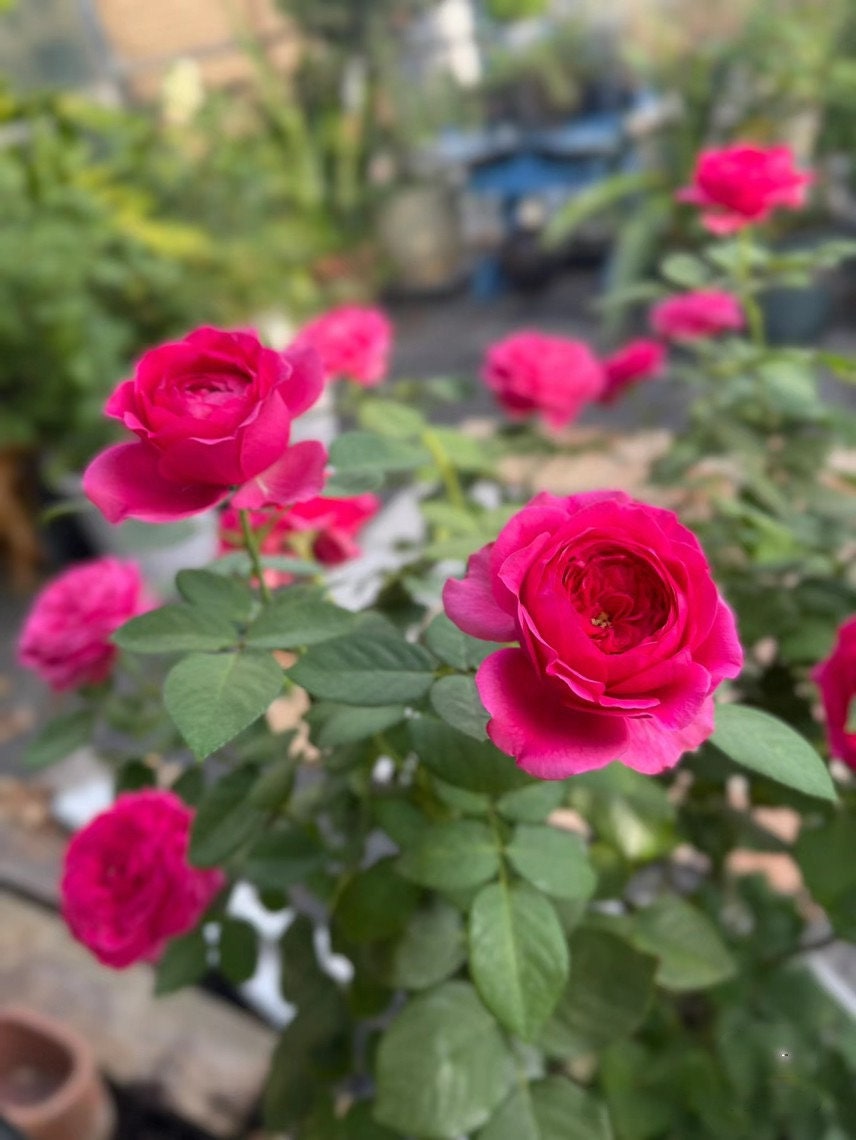 Rose【Pas De Deux/パドドゥ】-OwnRoot| Velvety Rose| Heat Tolerant| Strong Disease Resistance| Rapid Growth| Strong Adaptability| Bloom Repeatedly