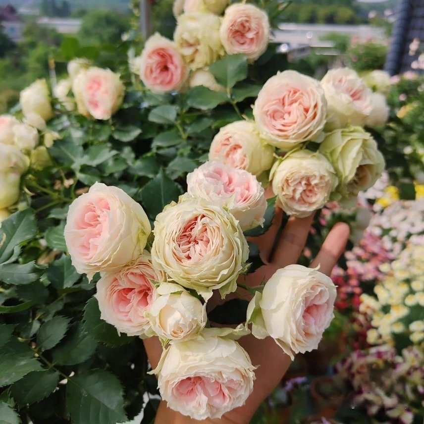 Rose【Pompon Veranda】-1.5 Gal+ OwnRoot LivePlant |门廊绒球 ポーチフルムーンローズ | Excellent Resistance| Heat Resistant| Strong Adaptability| Germany Ros