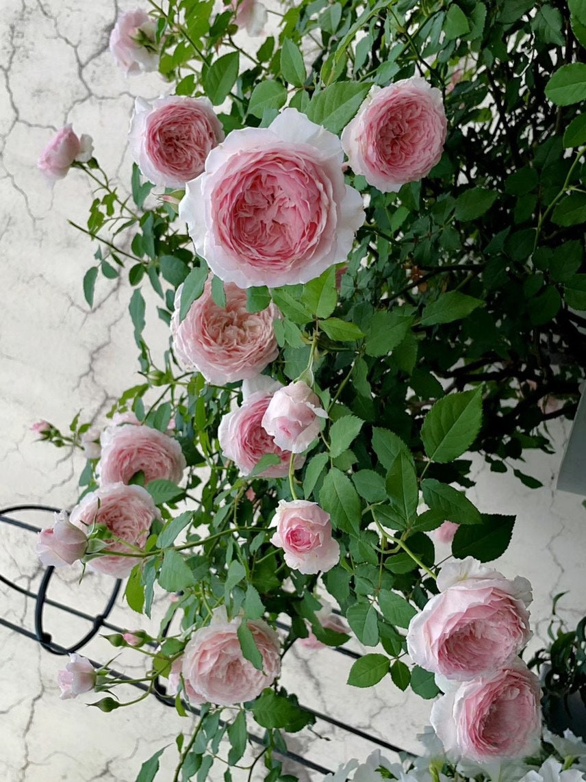 Rose【Misaki - みさき 】Rare Rose| 1.5Gallon OwnRoot BareRoot| Wavy Bloom| Long flowering period| Misaki| 美咲| Cold Resistant| Thornless|