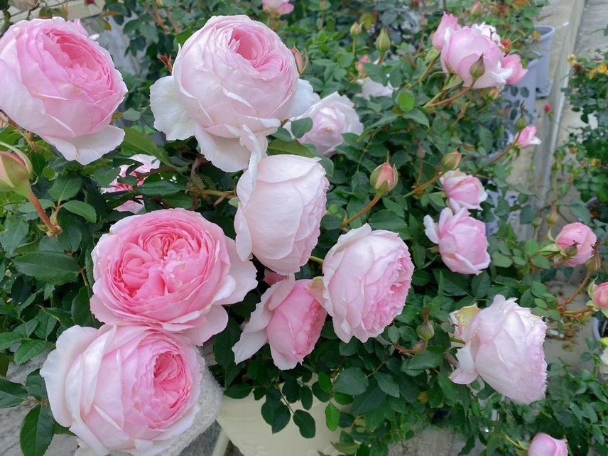 Rose【Misaki - みさき 】Rare Rose| 1.5Gallon OwnRoot BareRoot| Wavy Bloom| Long flowering period| Misaki| 美咲| Cold Resistant| Thornless|