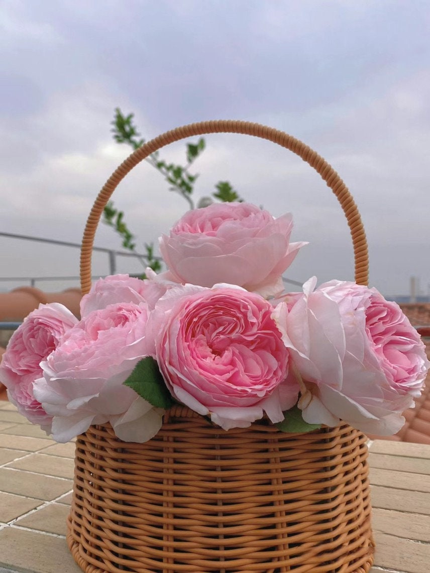 Rose【Misaki - みさき 】Rare Rose| 1.5Gallon OwnRoot BareRoot| Wavy Bloom| Long flowering period| Misaki| 美咲| Cold Resistant| Thornless|