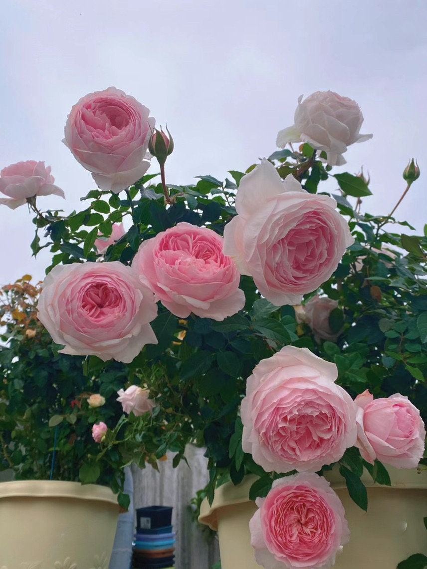 Rose【Misaki - みさき 】Rare Rose| 1.5Gallon OwnRoot BareRoot| Wavy Bloom| Long flowering period| Misaki| 美咲| Cold Resistant| Thornless|