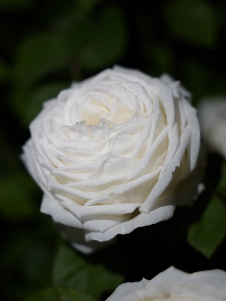 Yves Rose 【Yves Wedding Road | "Cloche de Mariage" | クロッシュドマリアージュ】|1.5 Gal Own Root|  Strong Fragrance|  Thornless| Large White Rose| 婚礼之路 | Heat Resistant|