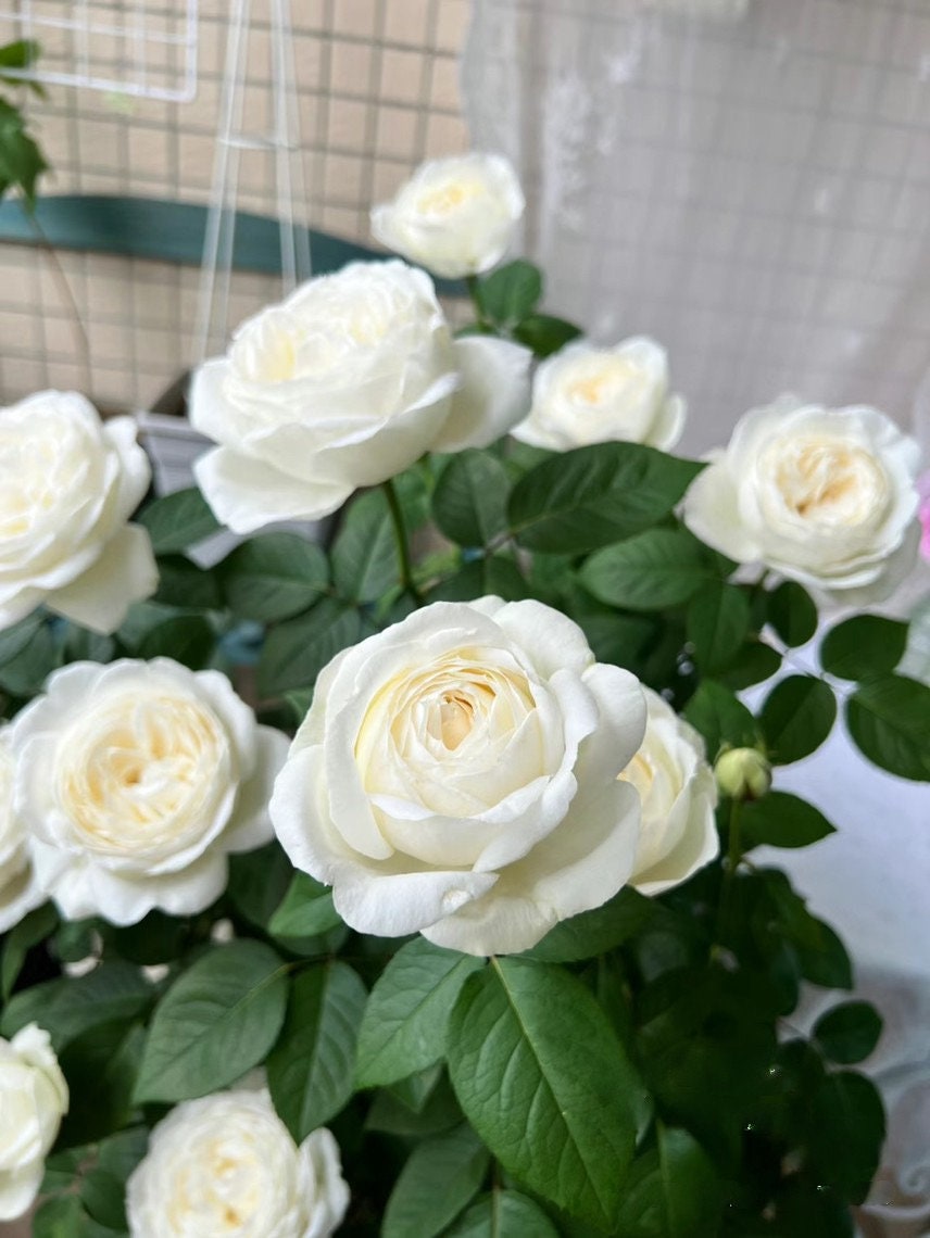 Yves Rose 【Yves Wedding Road | "Cloche de Mariage" | クロッシュドマリアージュ】|1.5 Gal Own Root|  Strong Fragrance|  Thornless| Large White Rose| 婚礼之路 | Heat Resistant|