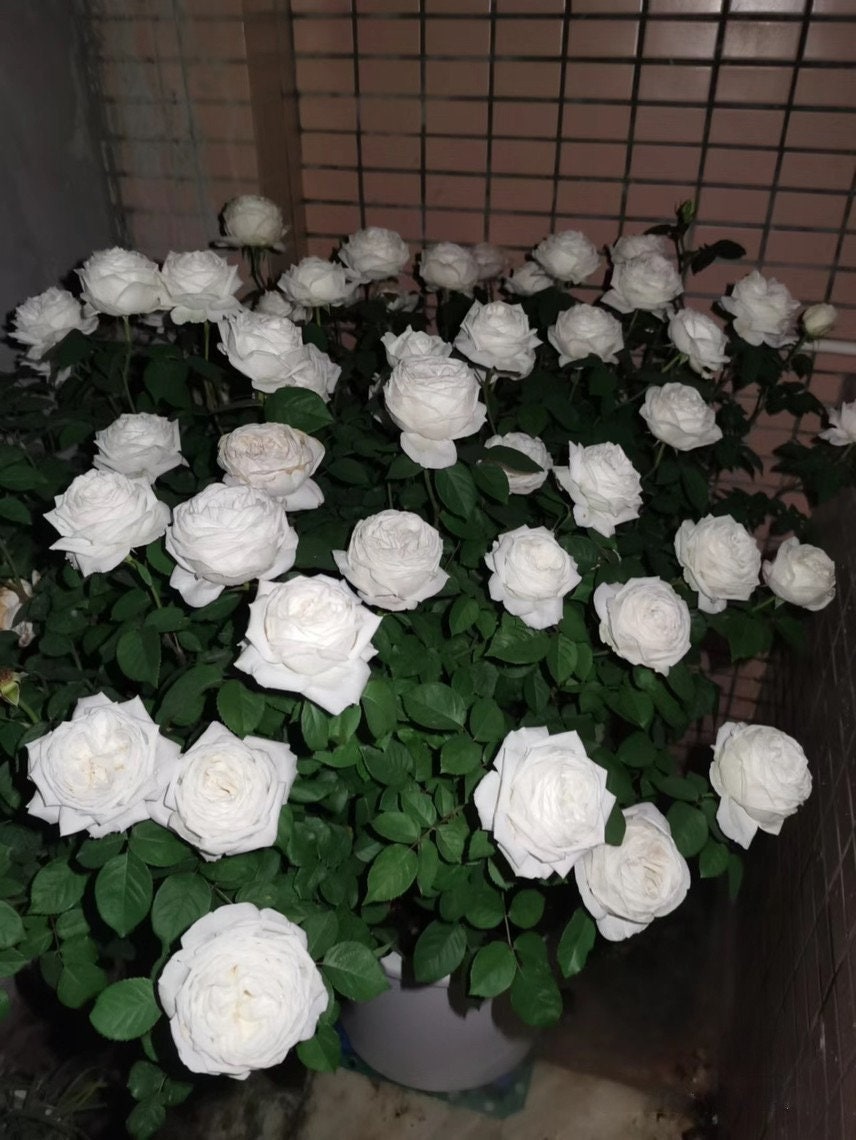 Yves Rose 【Yves Wedding Road | "Cloche de Mariage" | クロッシュドマリアージュ】|1.5 Gal Own Root|  Strong Fragrance|  Thornless| Large White Rose| 婚礼之路 | Heat Resistant|