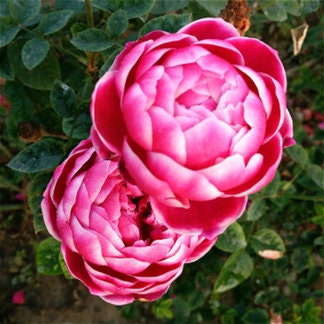 Rare【Marie Rose｜マリーローズ】-1 Gal OwnRoot |Bloom Repeatedly| Peony Blooming|Strong Disease Resistance| Strong Upright | Long flowering period 玛丽玫瑰| 玛丽