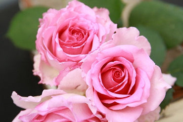 Thornless Climbing Rose[Silk Garment| 罗衣] | 1.5Gal OwnRoot Bare Root| Fragrance| Award-winning|Large Bloom| Strong Growth| Heat Resistant |