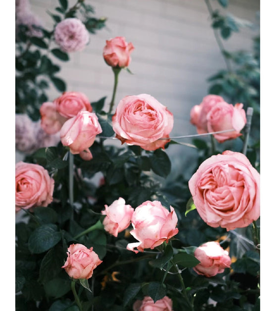 Rosa【Yves Bridal|イヴブライダルc】- 2 Gal Own Root LivePlant| Thornless |Redolent| Strong upright flowers | Large Bloom| 伊芙新娘 |Heat Resistant