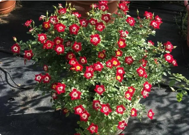 Rose -Eye Paint | 1 Gal Live plant|  Tapis Persan| MACeye| Small shrub | New varieties| 小画家/眼彩 | Star Bloom|