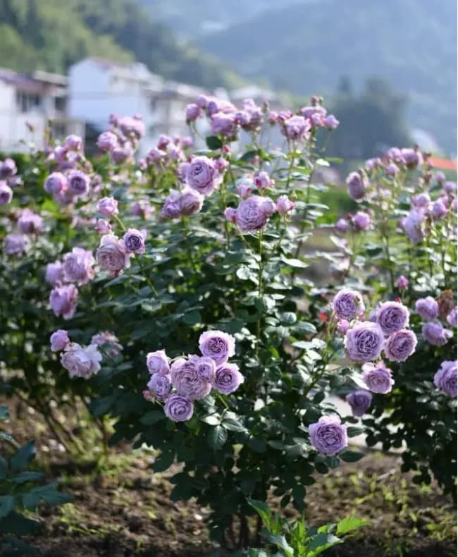 Rosa 【Novalis】 -3 Gal OwnRoot| Ruffle Lace| Strong Adaptability| Heat-Resisting| Shade Tolerance| Strong Disease Resistance | 诺瓦利斯