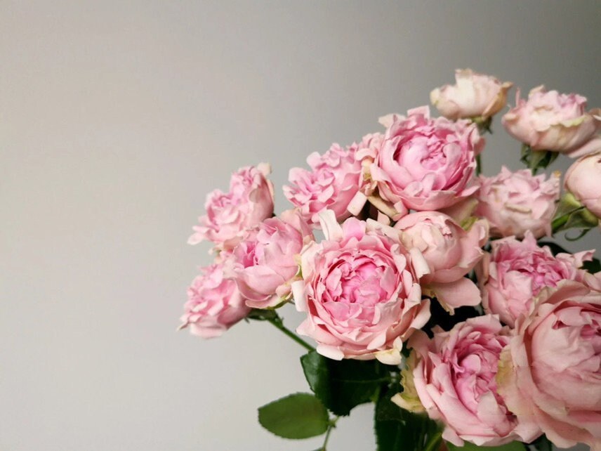 Rose【Candy Flow】Rare 2Gal OwnRoot |Netherlands New varieties| 棉花糖泡泡| Ruffle Lace| Long florescence| Bubble| Climbing| Bloom Repeatedly| Blooms Abundantly