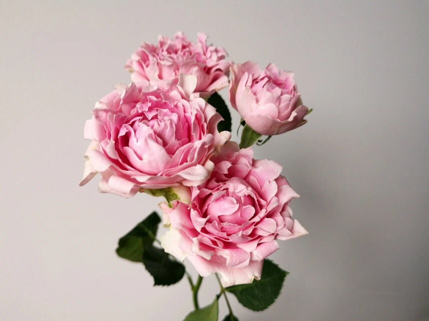 Rose【Candy Flow】Rare Netherlands New varieties| 棉花糖泡泡| Ruffle Lace| Long florescence| Bubble| Climbing| Bloom Repeatedly| Blooms Abundantly