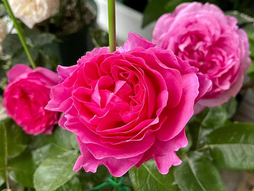 Rosa 【Yves Piaget|イヴピアッチェ】 -  OwnRoot Live Plants|  Strong Fragrance| Peony Bloom| Ruffle lace| Thornless| Classic|  Large Cutting rose| 伊芙伯爵