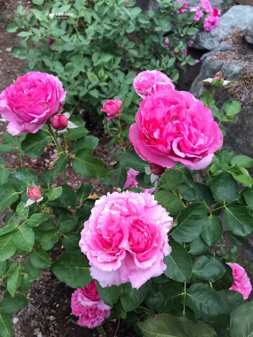 Rosa 【Yves Piaget|イヴピアッチェ】 -  OwnRoot Live Plants|  Strong Fragrance| Peony Bloom| Ruffle lace| Thornless| Classic|  Large Cutting rose| 伊芙伯爵