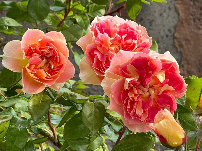 Rare FranceRose{Lanterne Citrouille} -3 Gal+ OwnRoot| New varieties| Strong Disease Resistance| Blooms Abundantly| Vintage| Variegated 南瓜灯笼