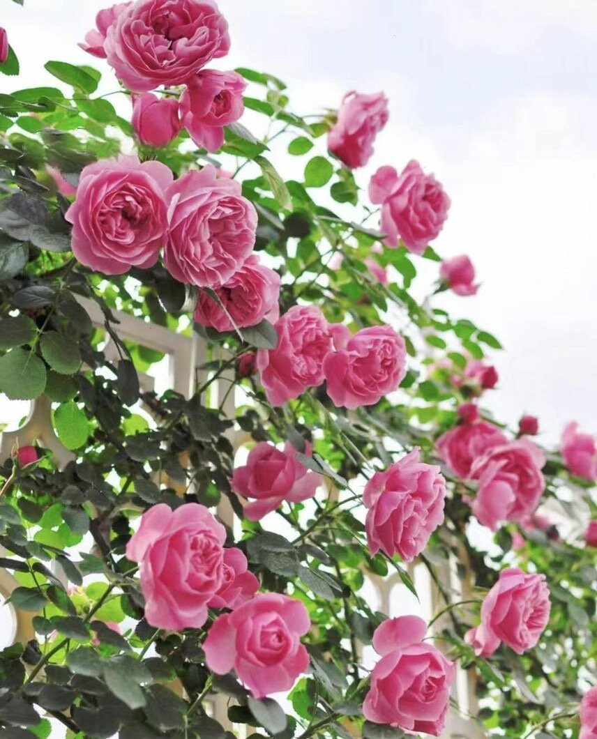 Climbing Rosa 2FT “Leonardo da Vinci”|MEIdeauri |粉色达芬奇| Redolent| Heat Resistant| Easy to Grow| Abundant Flowering|