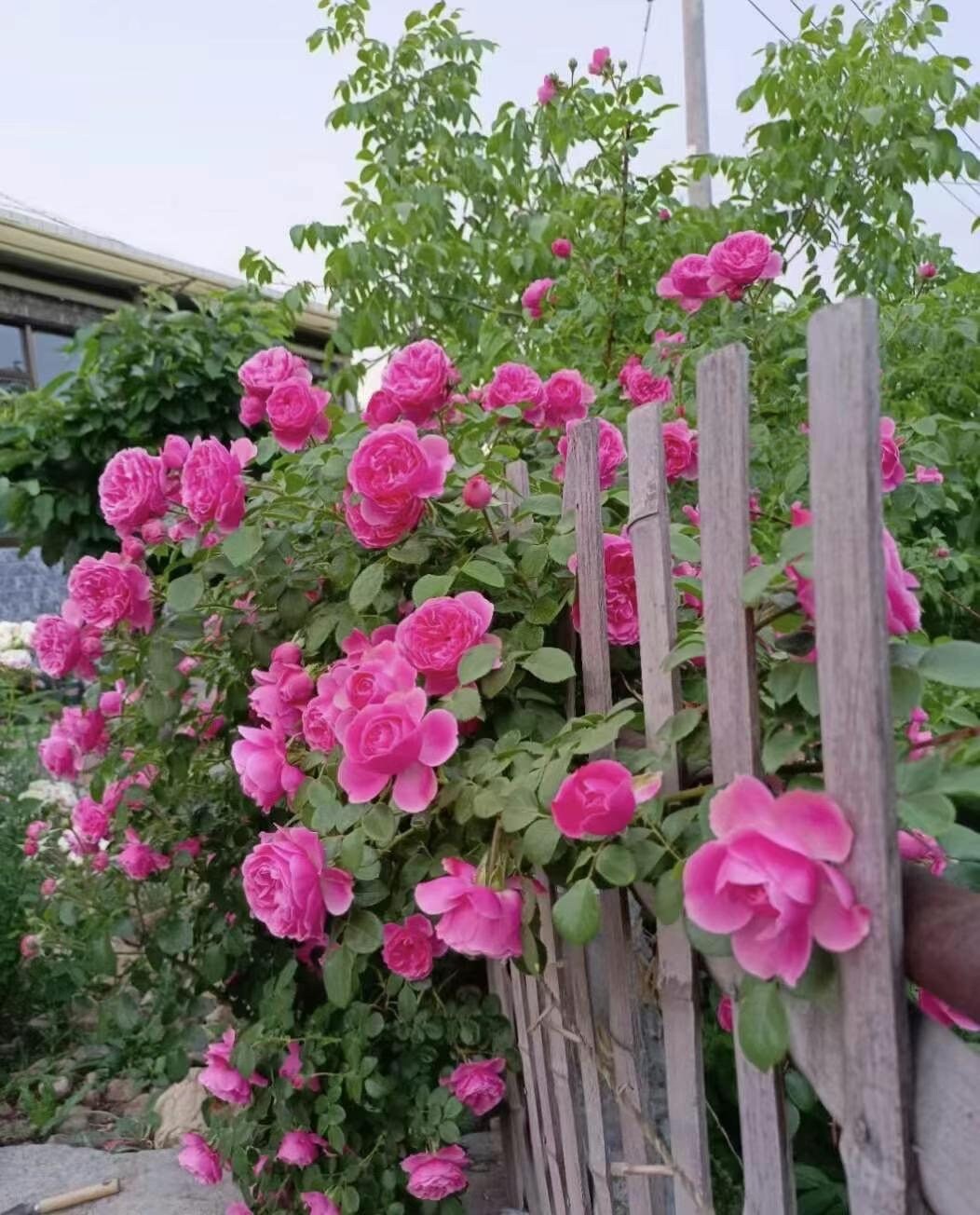 Climbing Rosa 2FT “Leonardo da Vinci”|MEIdeauri |粉色达芬奇| Redolent| Heat Resistant| Easy to Grow| Abundant Flowering|