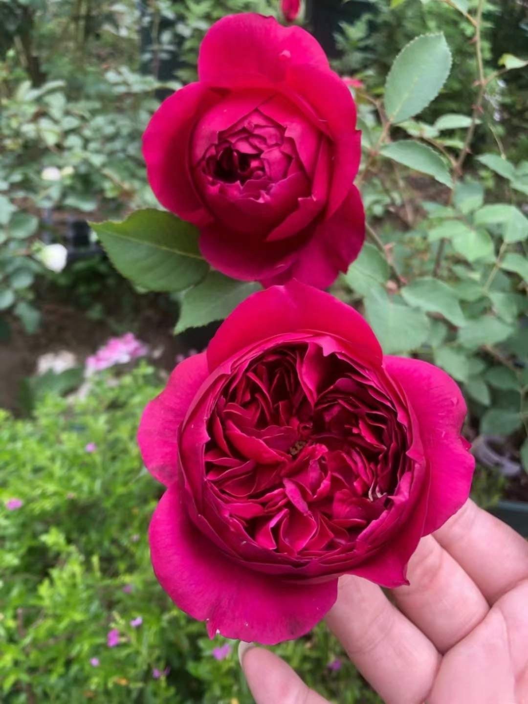 Yves Rosa【Autumn Rouge| オータムルージュ】-1.5Gal OwnRoot| BlackRosa| Strong Health| Peony-shaped| Discoloration| Strong Fragrance|秋日胭脂|Rich in color