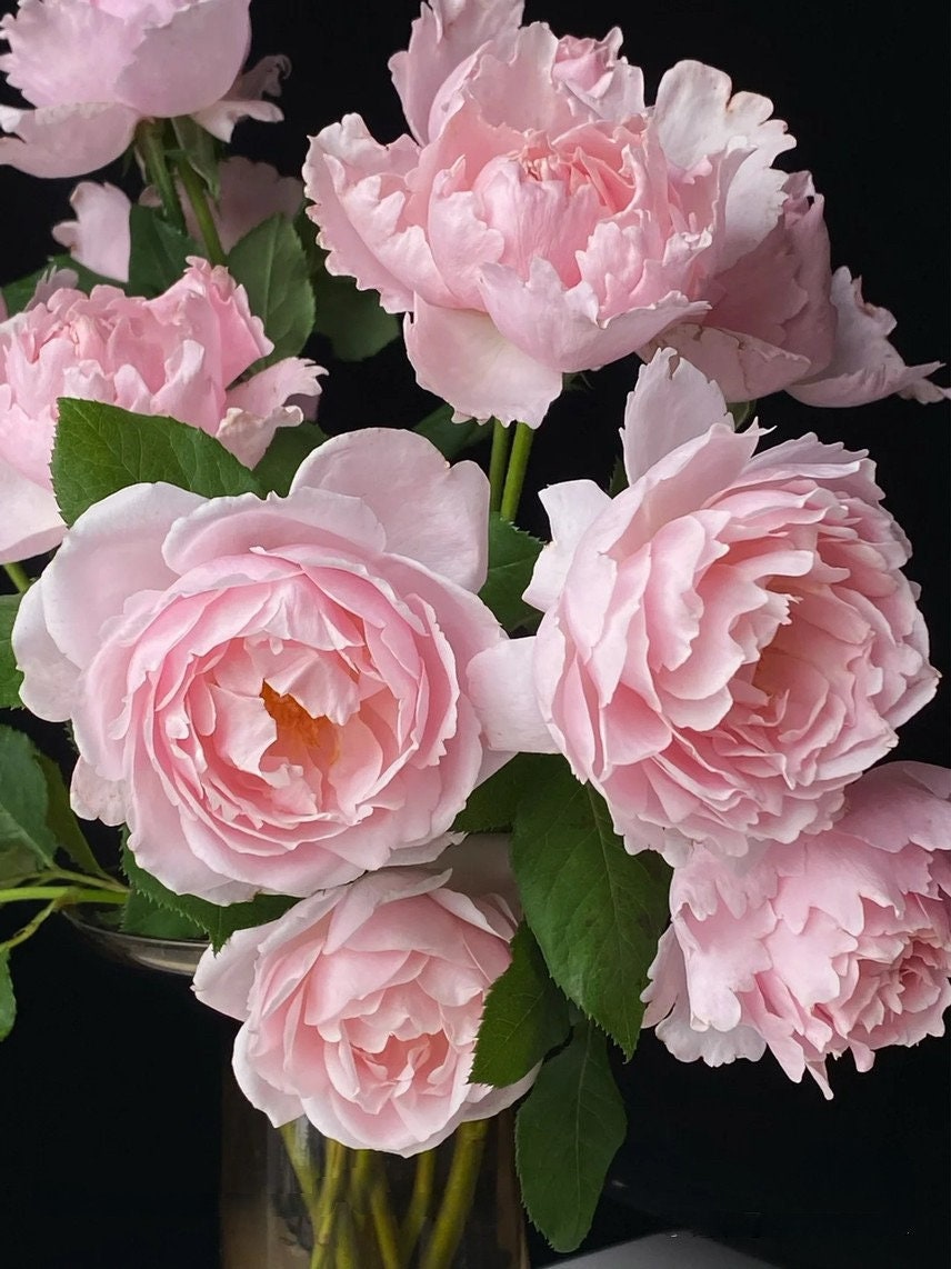 Rosa 【Sophie Rochas】 -1 Gal OwnRoot| Fragrance| Climbing & shrub | Strong Disease Resistance| Large Bloom|Peony blooms| Rapid Growth 索菲罗莎