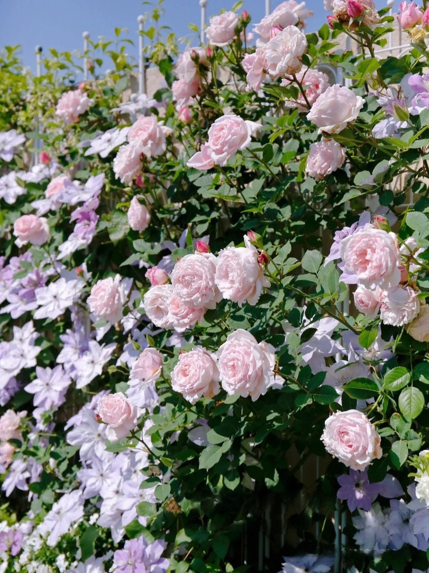 Rosa 【Sophie Rochas】 -1 Gal OwnRoot| Fragrance| Climbing & shrub | Strong Disease Resistance| Large Bloom|Peony blooms| Rapid Growth 索菲罗莎