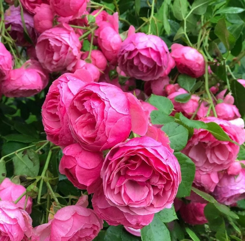 Climbing Rosa“Pomponella” - Rare 2ft OwnRoot Bare Root｜Heat Resistance｜Excellent Resistance| 艾拉绒球| Bubblegum Color| つるバラ| Easy to Grow