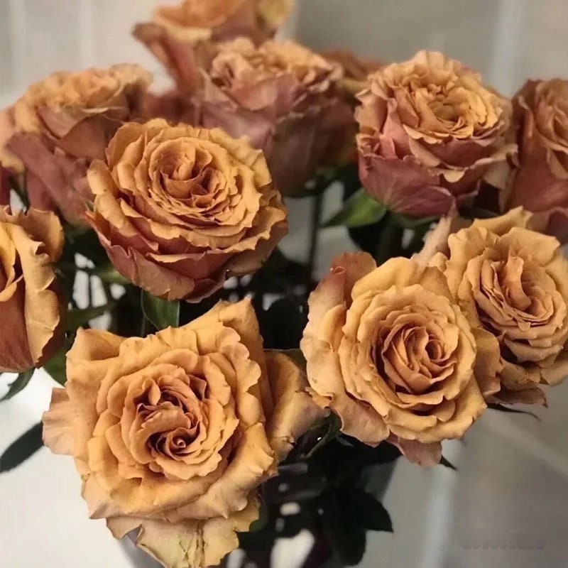 Rare Rosa“Toffee” 2Gal OwnRoot LivePlant｜Vintage Color| Strong Disease Resistanc| Bloom Repeatedly| Sweet Milky|太妃糖| GoldEnrod| Long flowering perio