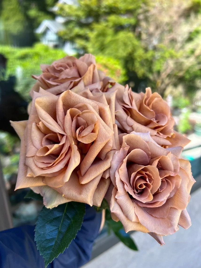 Rare Rosa“Toffee” 2Gal OwnRoot LivePlant｜Vintage Color| Strong Disease Resistanc| Bloom Repeatedly| Sweet Milky|太妃糖| GoldEnrod| Long flowering perio