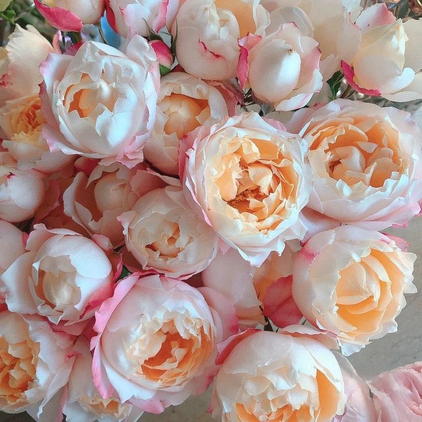 Rose 【Princess Suki シャンスポム‘ 1 Gal OwnRoot | Japanese| Striped flower| Repeat flower | 苏琪公主-La Chance|Globularance | Less Thorns