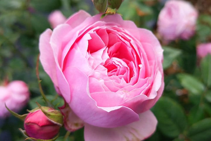 Rare Rosa[Miyako|みやこ] - Own Root |Floribunda Rose| Blooms abundantly | Rapid growth| Vintage| 宫古| Long flowering period| 京|