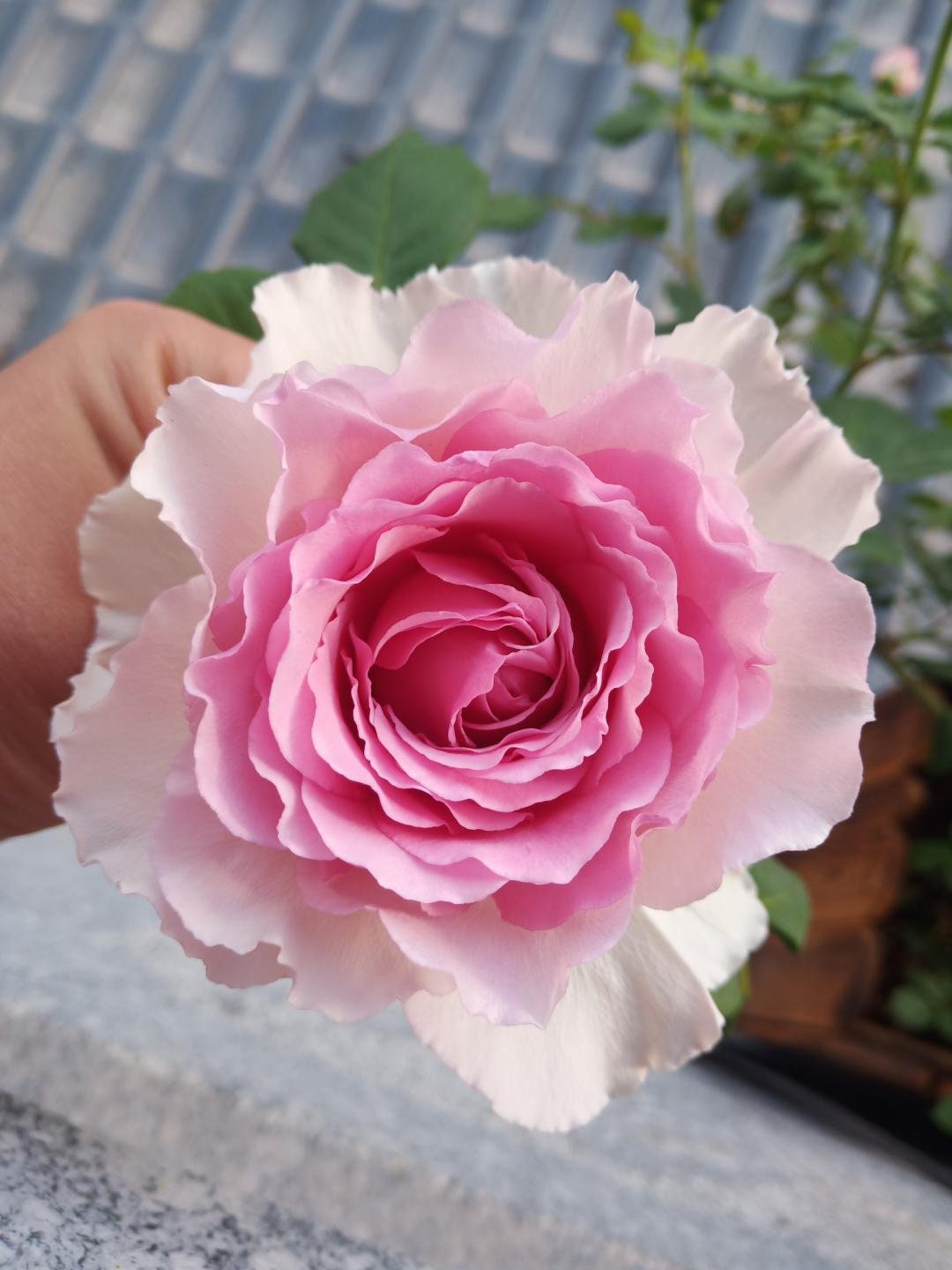 Thornless Climbing Rose[Silk Garment| 罗衣] | 2 Gal OwnRoot Bare Root| Fragrance| Award-winning|Large Bloom| Strong Growth| Heat Resistant |