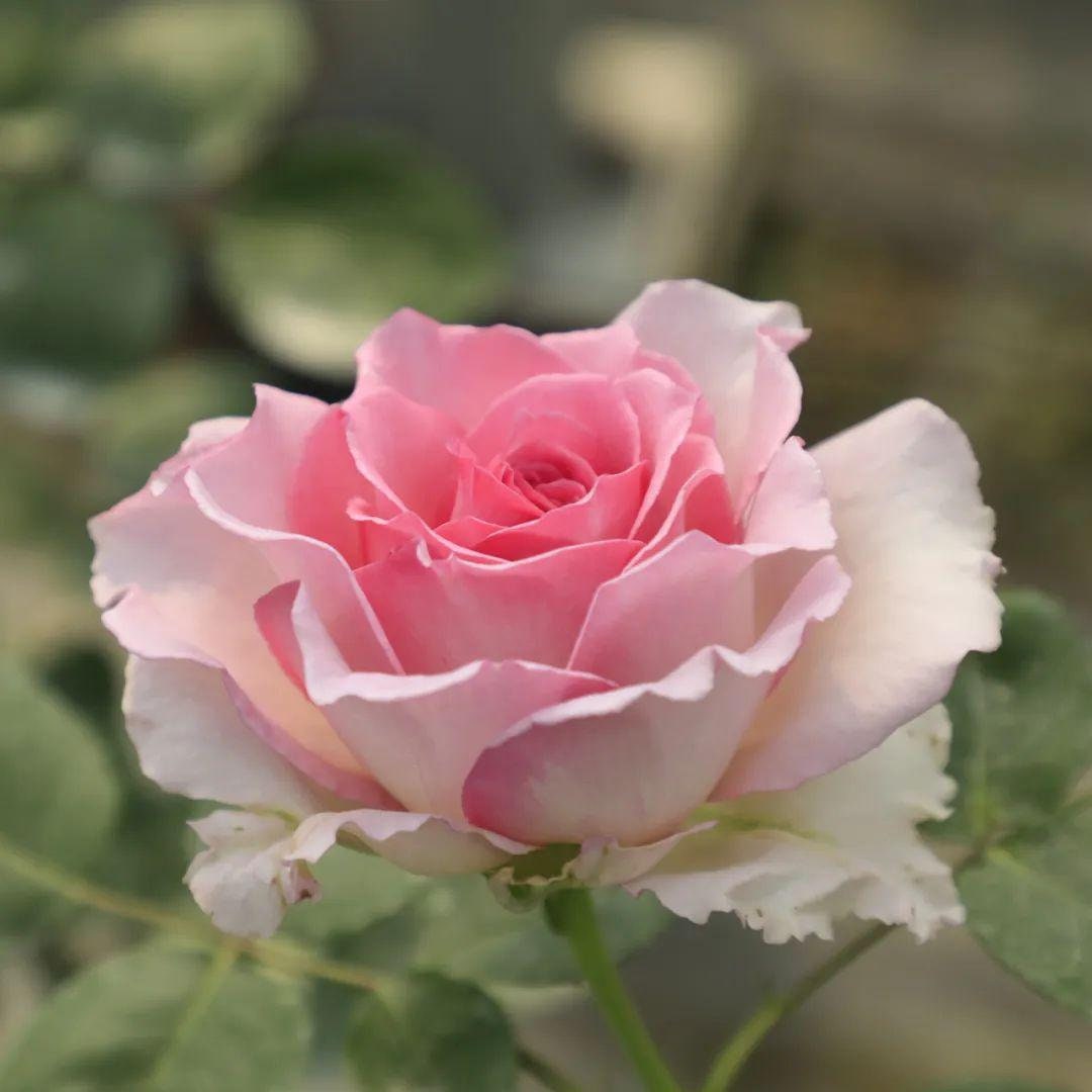 Thornless Climbing Rose[Silk Garment| 罗衣] | 2 Gal OwnRoot Bare Root| Fragrance| Award-winning|Large Bloom| Strong Growth| Heat Resistant |